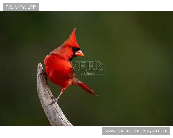 红雀连败继续，媒体称主帅帅位堪忧，红雀是谁